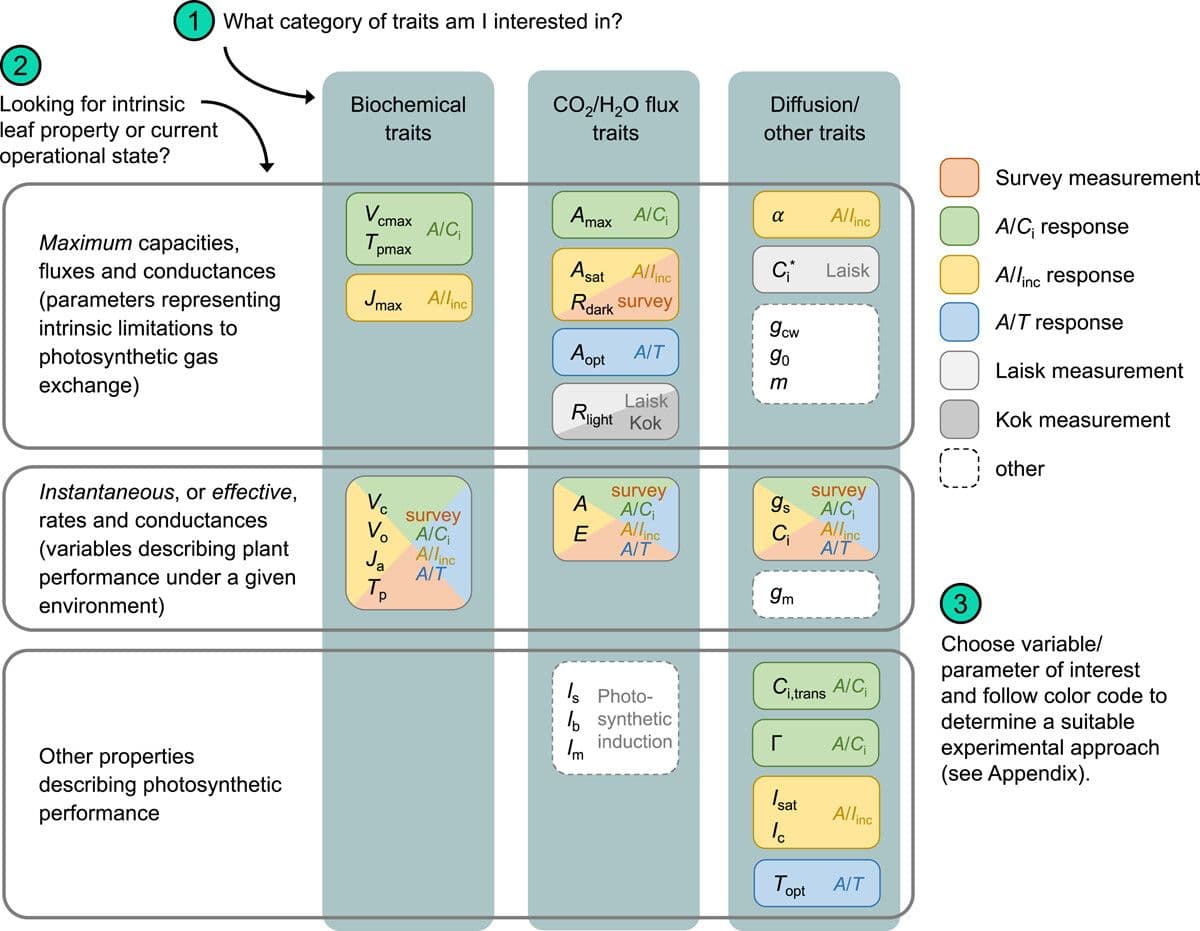 Figure comparing biochemical traits, CO2/H2O flux traits, and diffusion/other traits