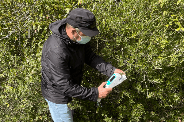 Professor Paolo De Angelis examining evergreens.
