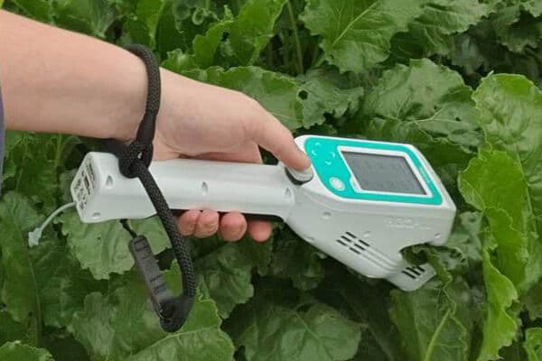 LI-600 Porometer/Fluorometer measuring sugar beet