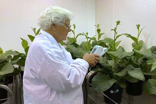Von Caemmerer using the LI-600 to measure tobacco and green foxtail during the trial.