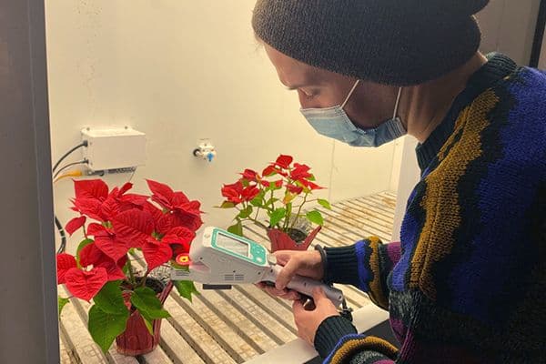 LI-600 Porometer/Fluorometer measuring sugar beet