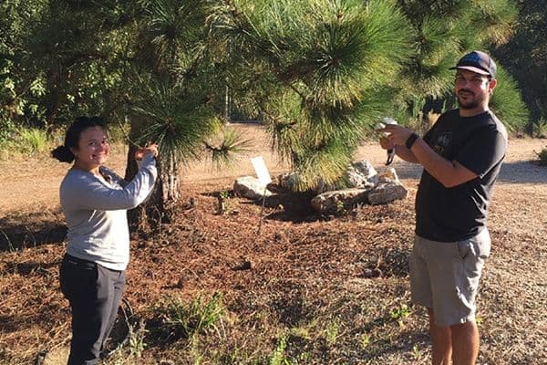 Professor Jarmilla Pittermann and Alex Baer using the LI-600N Porometer/Fluorometer on Pinus ponderosa and Pinus jeffreyi