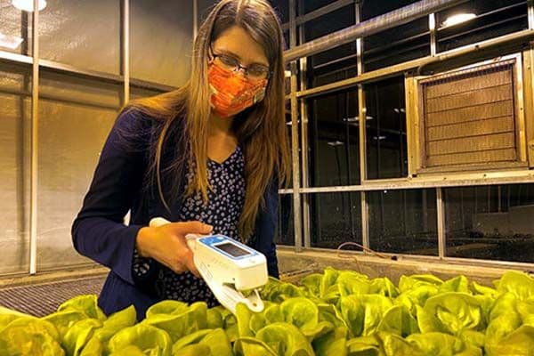 Dr. Walters researching lettuce propagation with the LI-600.
