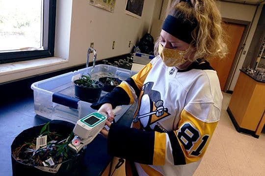 Grad student Alexandra Eisley using the LI-600 on water oak seedlings in an experiment.