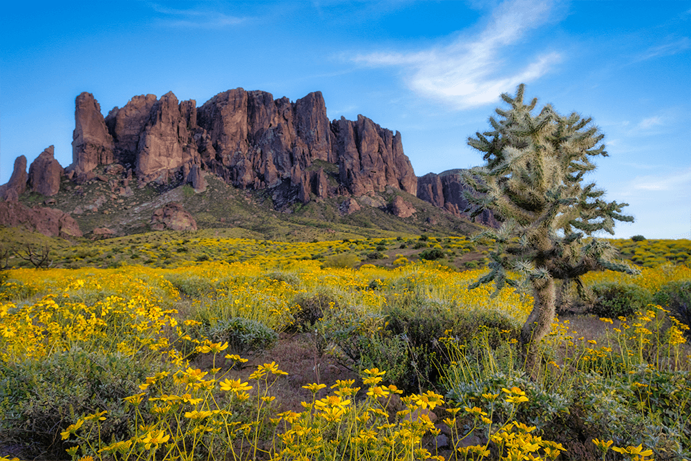 Tucson, Arizona landscape