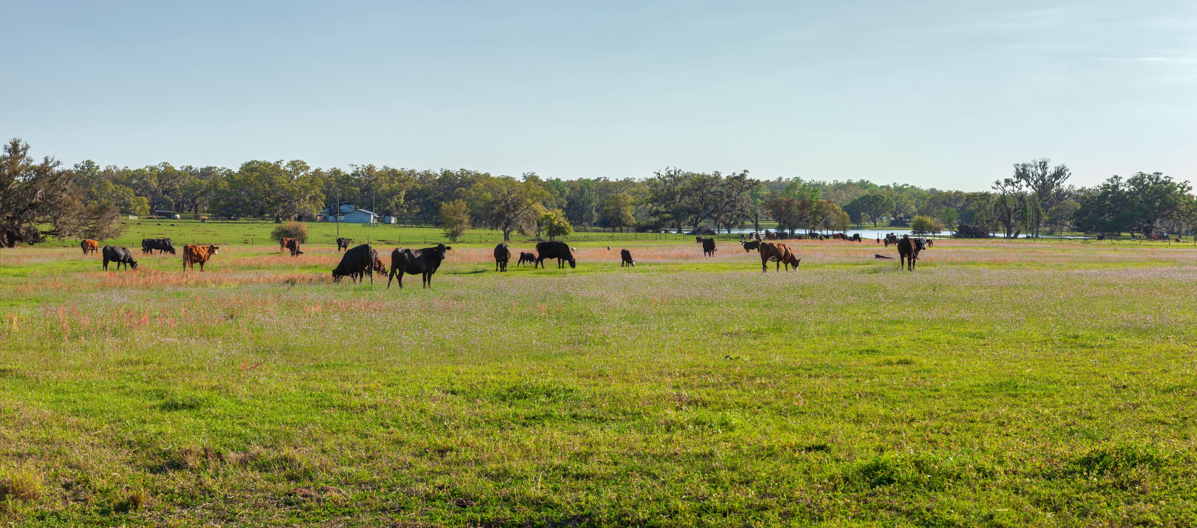 Cattle grazing at Buck Island Ranch in Florida