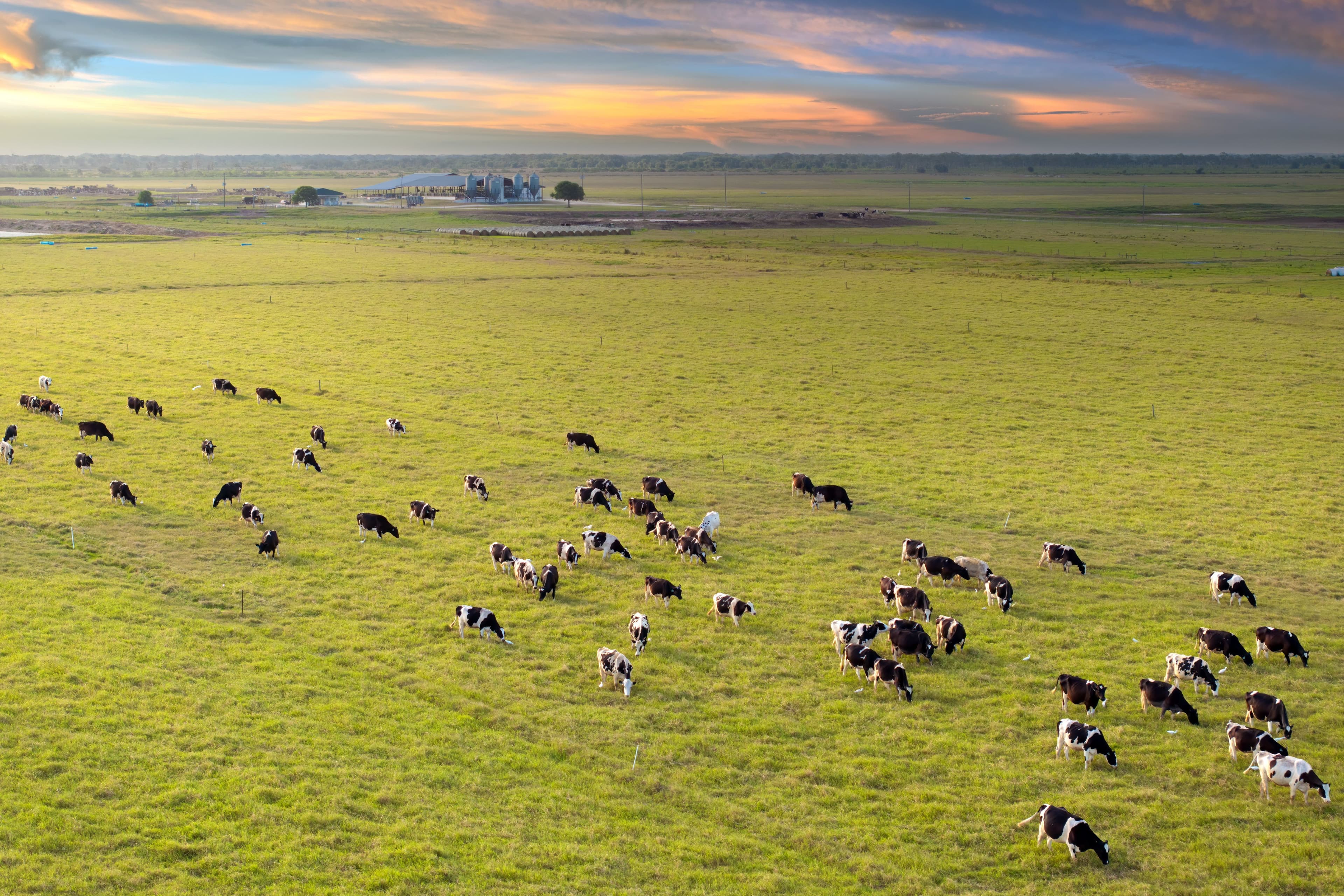 Cattle grazing at Buck Island Ranch in Florida