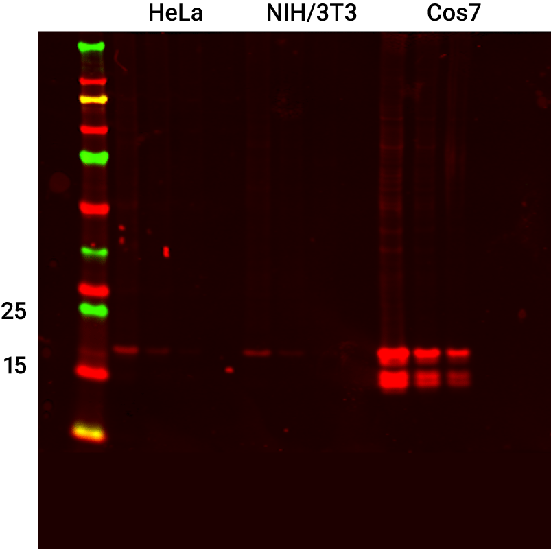 Histone H3 Mouse Monoclonal Antibody detected in HeLa, NIH/3T3, and Cos7 Lysates