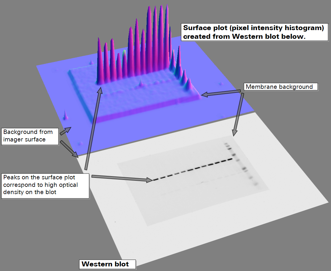 Image Studio optical density surface plot
