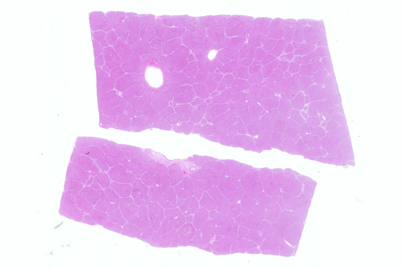 H&E stained slide, imaged on Odyssey M, 10730-18-Blk2_5um
