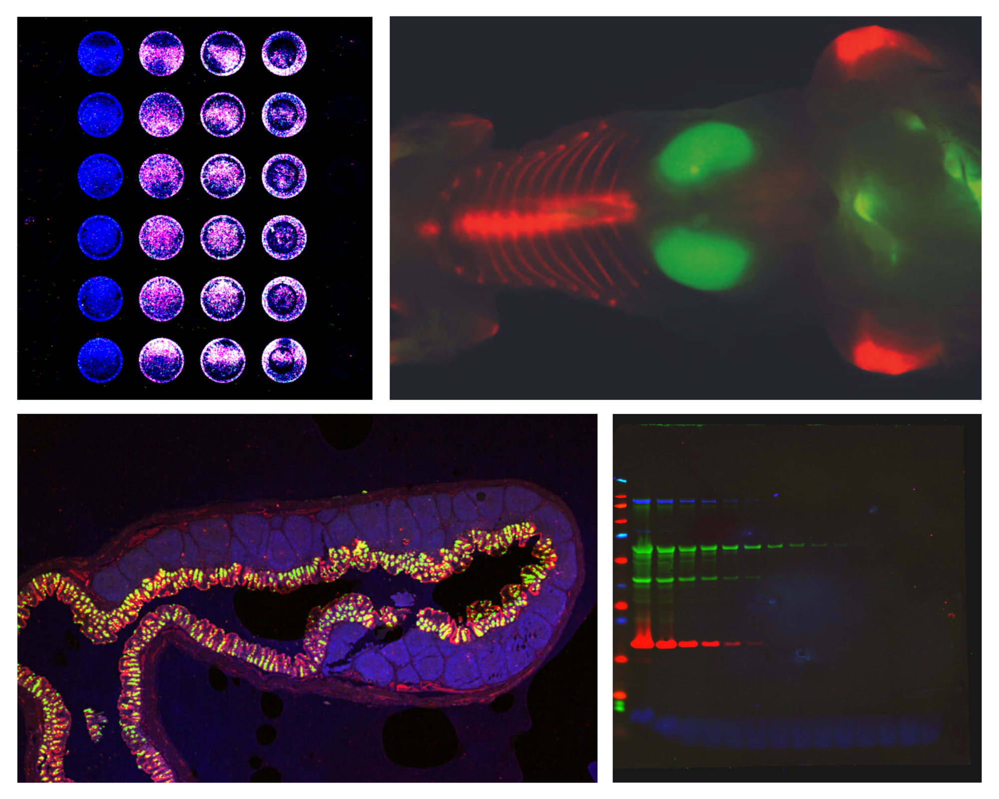 Data images from assays that can be analyzed in Empiria Studio