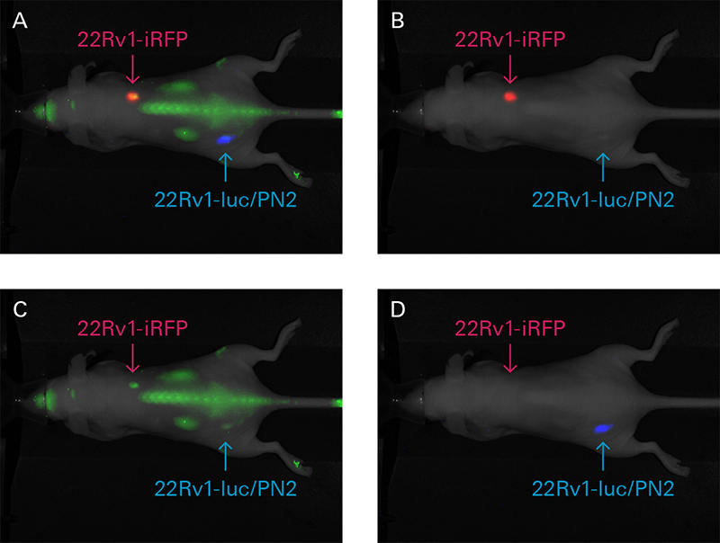 fluorescent protein expression in mouse