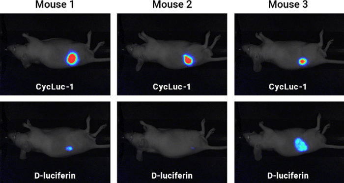3 mouse experiment D-luciferin and Cycluc-1
