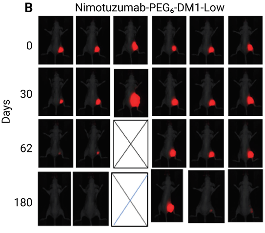 Nimotzumab-Peg6-DM1-Low