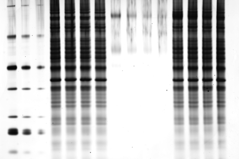 Protein gel, imaged on Odyssey M, ds840-27.jpg