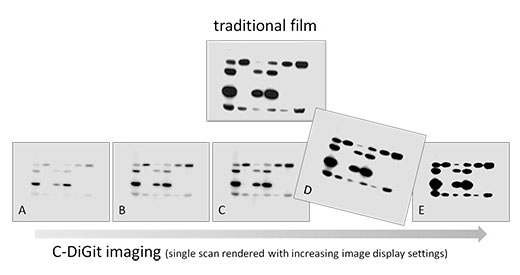 C-DiGit imaging data