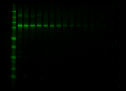 Odyssey Clx Western Blot Image Sequence 1