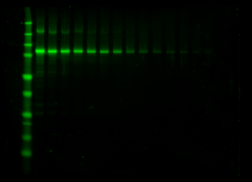 Odyssey Clx Western Blot Image Sequence 10