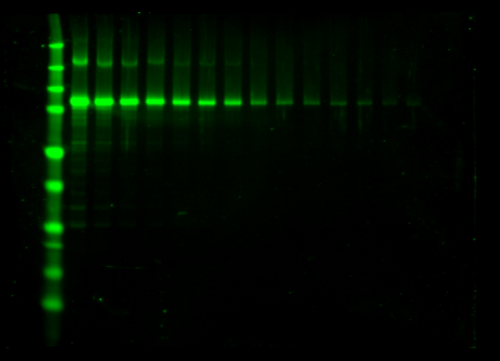 Odyssey Clx Western Blot Image Sequence 15