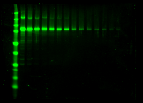 Odyssey Clx Western Blot Image Sequence 17
