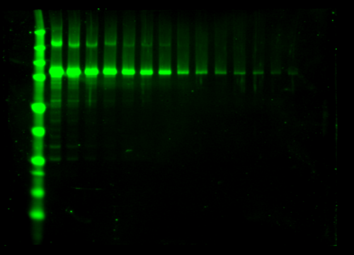 Odyssey Clx Western Blot Image Sequence 18