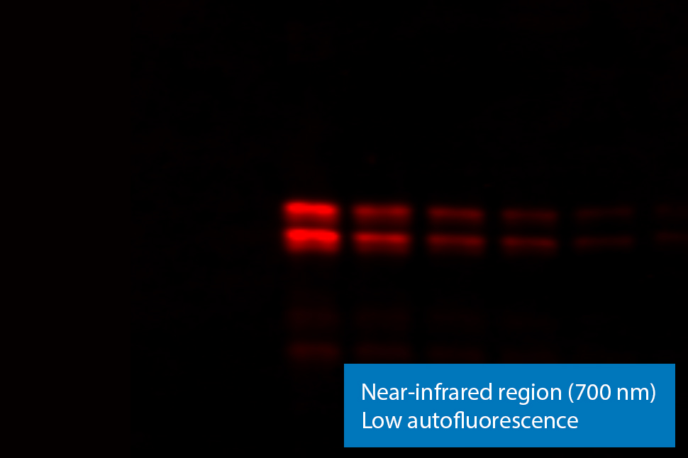 Near-infrared region (700nm) Low autofluorescence