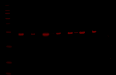 Odyssey Fc Western Blot Image Sequence 1