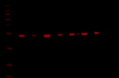 Odyssey Fc Western Blot Image Sequence 7