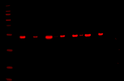 Odyssey Fc Western Blot Image Sequence 11