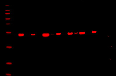 Odyssey Fc Western Blot Image Sequence 14