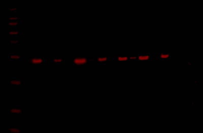 Odyssey XF Western Blot Image Sequence 3