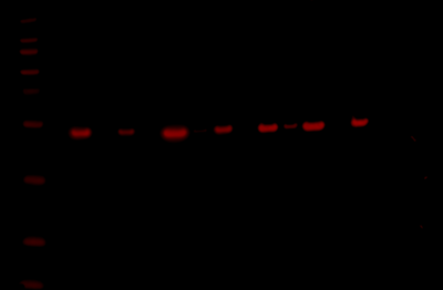 Odyssey XF Western Blot Image Sequence 4