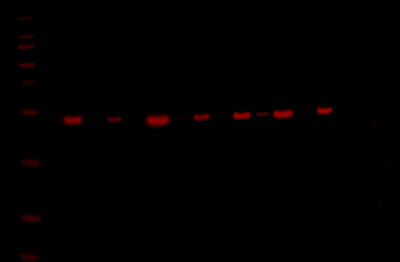 Odyssey XF Western Blot Image Sequence 5