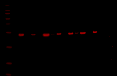 Odyssey XF Western Blot Image Sequence 6
