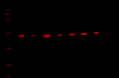 Odyssey XF Western Blot Image Sequence 8
