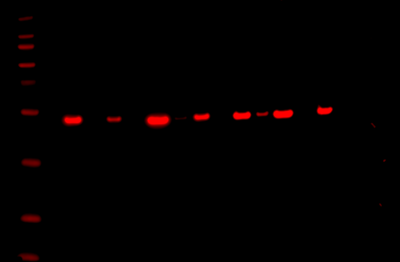 Odyssey XF Western Blot Image Sequence 12