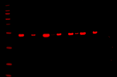 Odyssey XF Western Blot Image Sequence 13