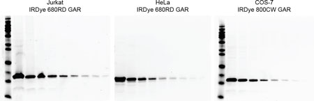 COX IV antibody detected in various cell lines