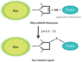IRDye 800CW Maleimide reacting with a Thiol group
