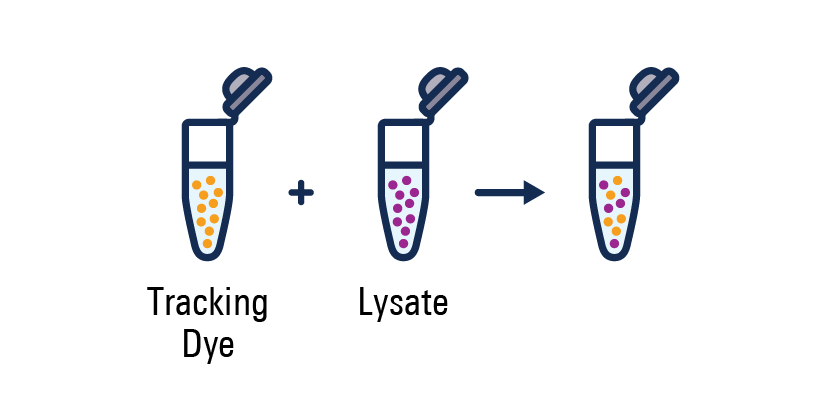 tracking dye + lysate
