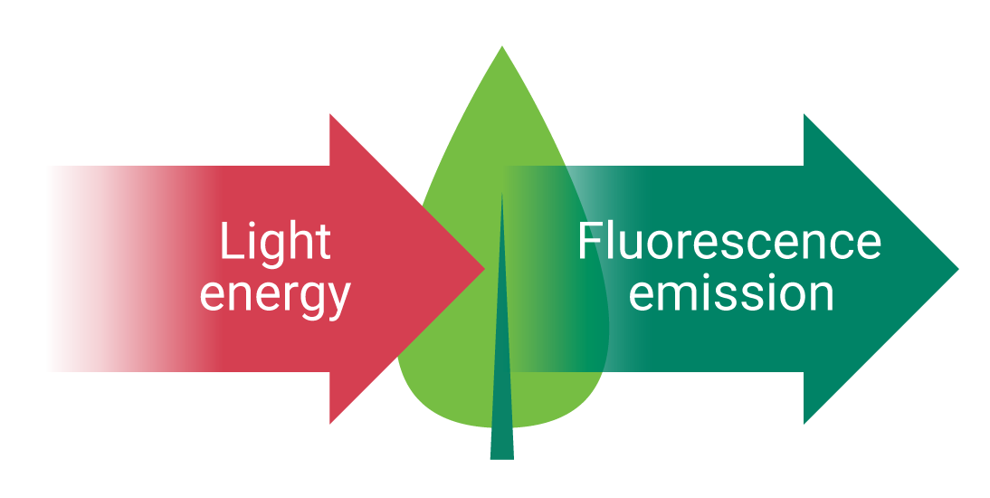 diagram of chlorophyll fluorescence