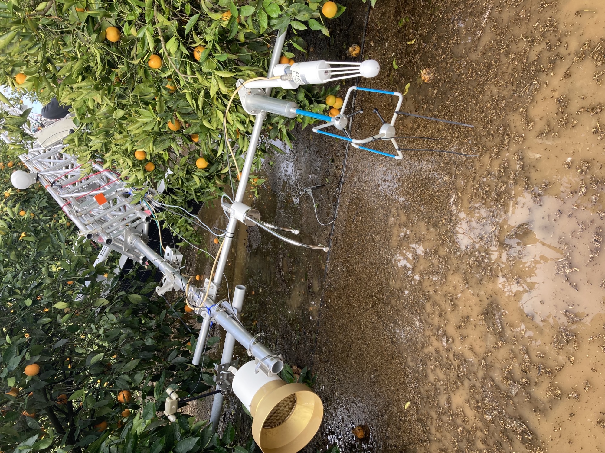 LI-COR LI-710 Evapotranspiration Sensor on a flux tower in a citrus farm