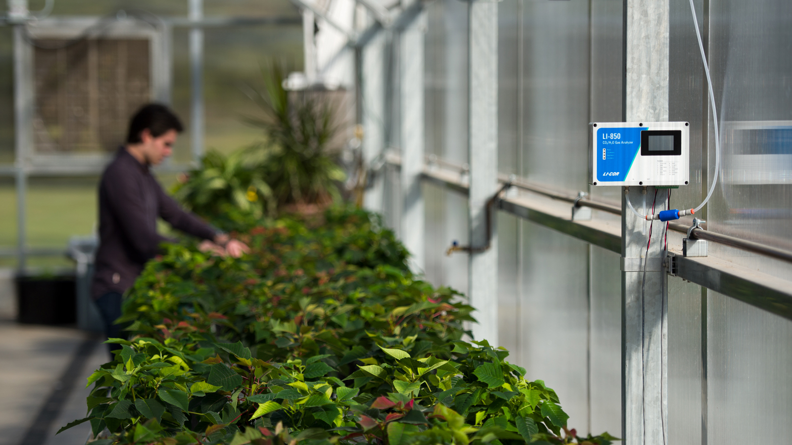 LI-850 in greenhouse