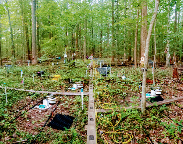 LI-COR soil chambers measuring coastal forests after flooding