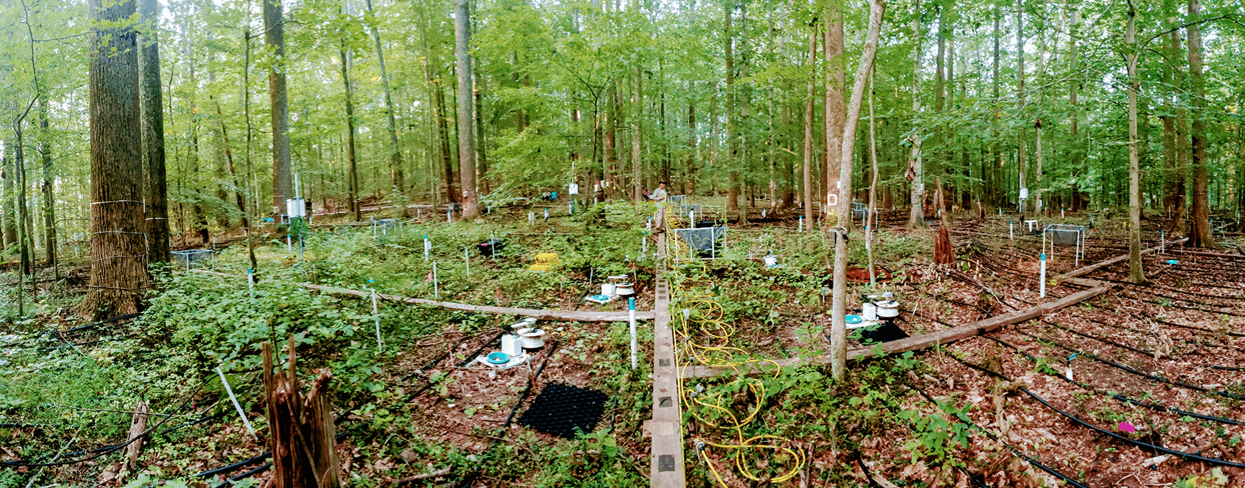 panoramic shot of the forest testing site with LI-COR soil chambers