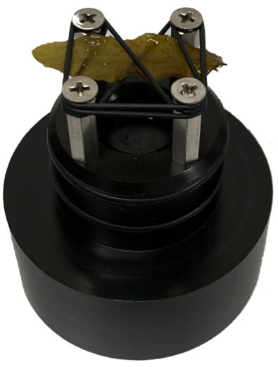 A picture containing indoor, black, plant
Description automatically generated